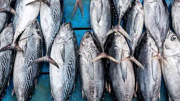 Fish industry