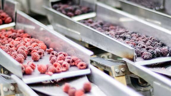 Frozen berries conveyor